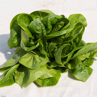 LATTUGHINO