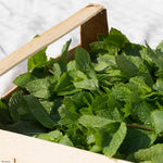 MENTA MAROCCHINA