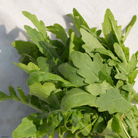 RUCOLA SELVATICA