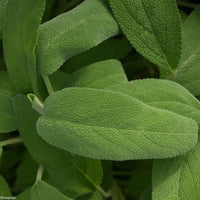 SALVIA a mazzetti
